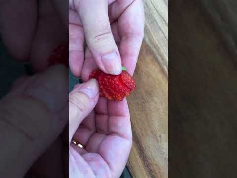 Video: Pynt Med Jordbær Fra Topp Til Tå