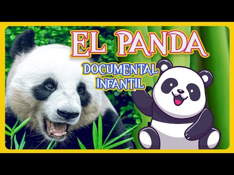 Video: Panda rojo: foto, descripción, hábitat