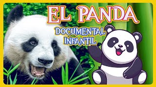 EL OSO PANDA  ❤   | Videos educativos para niños | Los animales | Documentales para niños