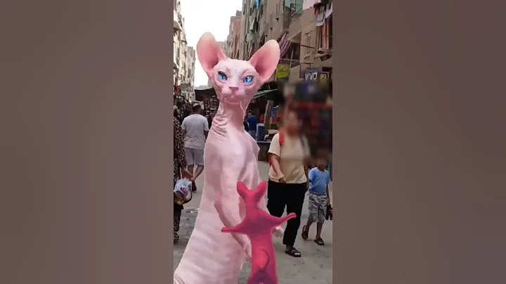 Video 10599141: sphynx pets cat funny, sphynx pets love, cat nice dance, cute cat funny dance