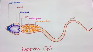 Sperm Cells Mature In