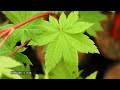 Acer Circinatum X Palmatum &#39;Herbstfeuer&#39; Massive Garden Specimen! - JAPANESE MAPLES