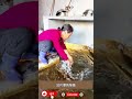 この50歳の女性は さっきまで池のほとりで顔を洗っていたかと思えば 次の瞬間にはその水を使って料理を始めました Shortvideo Viralvideo この50歳の女性は さっきまで池のほとりで顔を洗っていたかと思えば 次の瞬間にはその水を使って料理を始めました Shortvideo Viralvideo