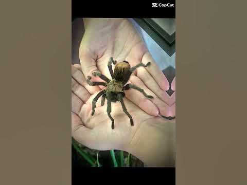 The best thing that's happened to me #reptile #cats - YouTube
