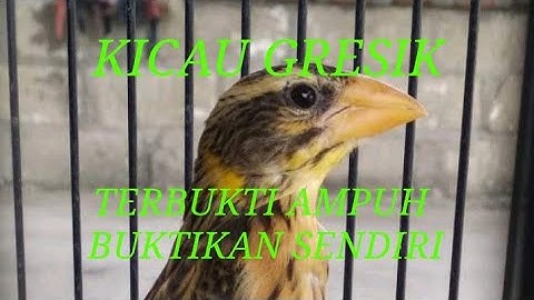 Thumbnail of KICAU BURUNG MANYAR UNTUK MEMANCING BURUNG ANDA YANG MACET BUNYI