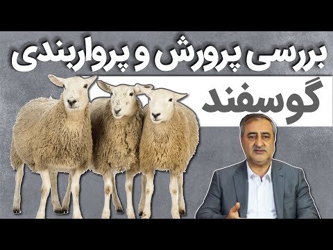 تصویری: شرکت بیمه همراه - نظرات. شرکت بیمه همراه - کاسکو