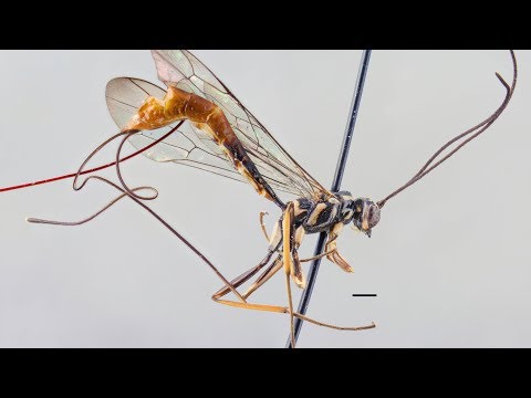 New Gigantic Wasp Species Are the Stuff of Nightmares