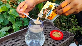 Yeast Fertilizers The Game Changers For Your Garden || 5 Yeast Fertilizers || Organic Fertilizers