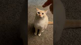 Funny cats  episode 81 #shorts