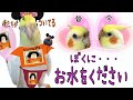 動物虐待 飼育放棄 あなたには 心の叫び 聞こえませんか @bellwo5963