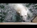 Meet aurora seneca park zoos polar bear