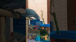 When the bird meets the fish #funnyanimals