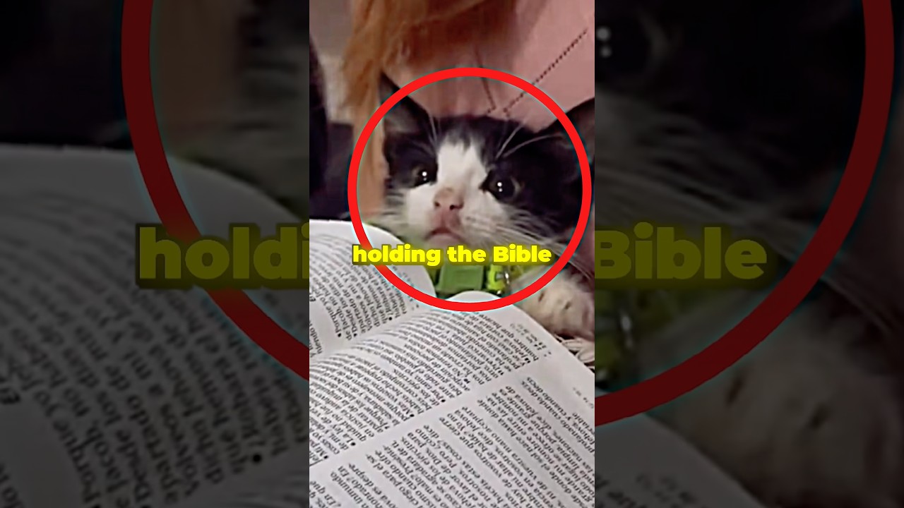 She Saw A Cat Reading The Bible… Then This Happened