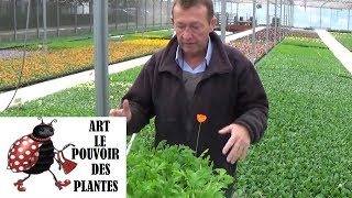 chaine de jardin:Comment faire un Semis de pavots d'islande plante bisannuelle