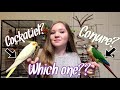 Cockatiel vs. Conure: Which Bird is Right for You?