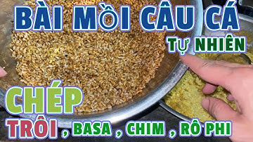 Mồi câu cá tự nhiên , Chép trôi basa ... | câu lục - lăng xê