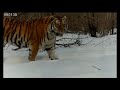 A beautiful wild Amur tiger
