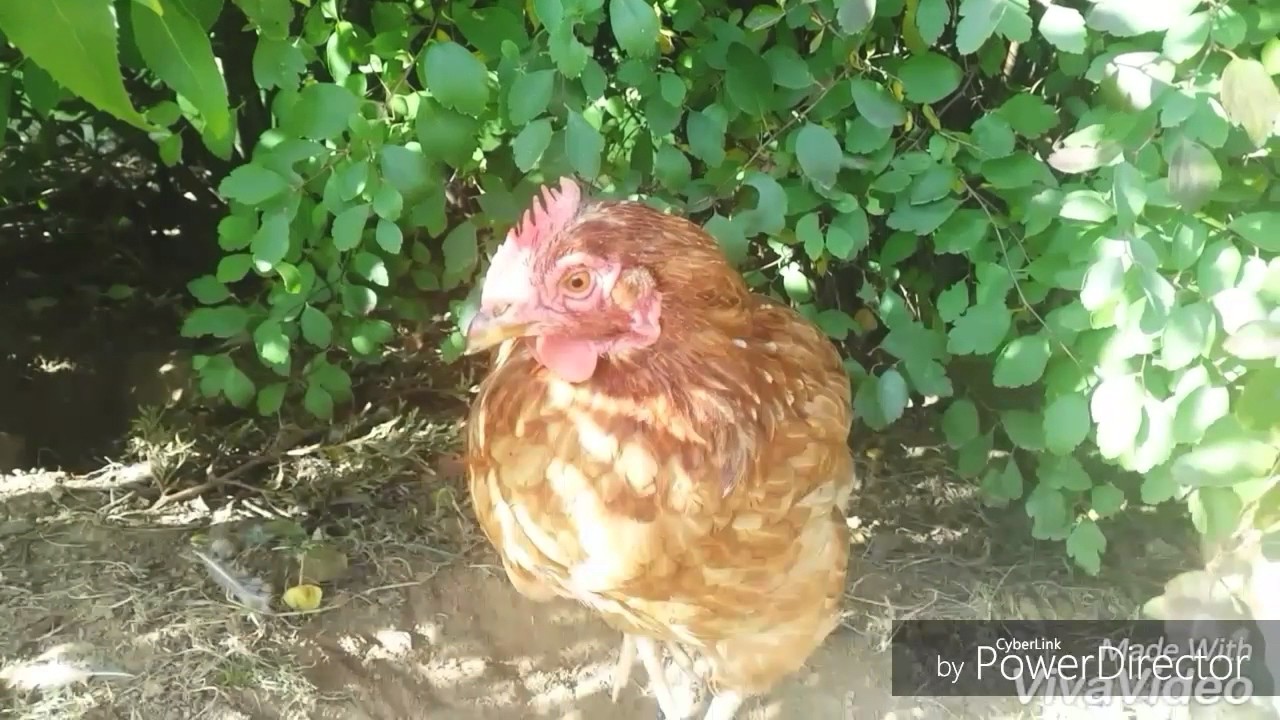 Coryza de la Poule, Traitement Naturel 