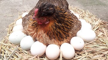 A successful experiment in hatching 12  chicken eggs under a hen 😮😮