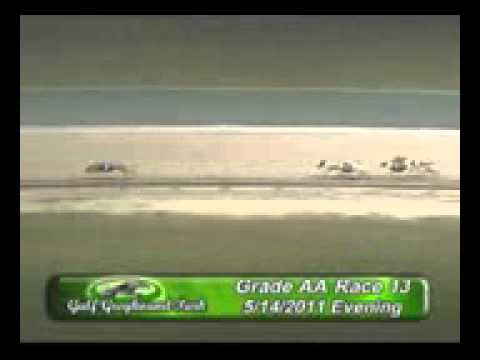 Cry Homer breaks Gable Sour Cream's Gulf Greyhound Park Track Record