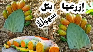 اروع طريقة لغرس التين الشوكي / احصل على ثمار في عامك الاول 😍