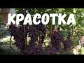 KRASOTKA. Overview of Vadim Tochilin Vineyard Varieties/Красотка. Обзор виноградника Вадима Точилина