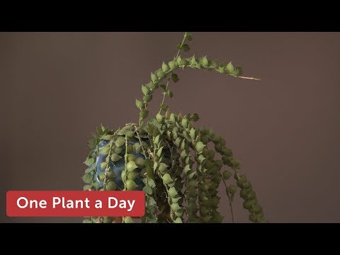 Video: Rosularia-plantversorging - Leer hoe om Rosularia-sukkulente te plant