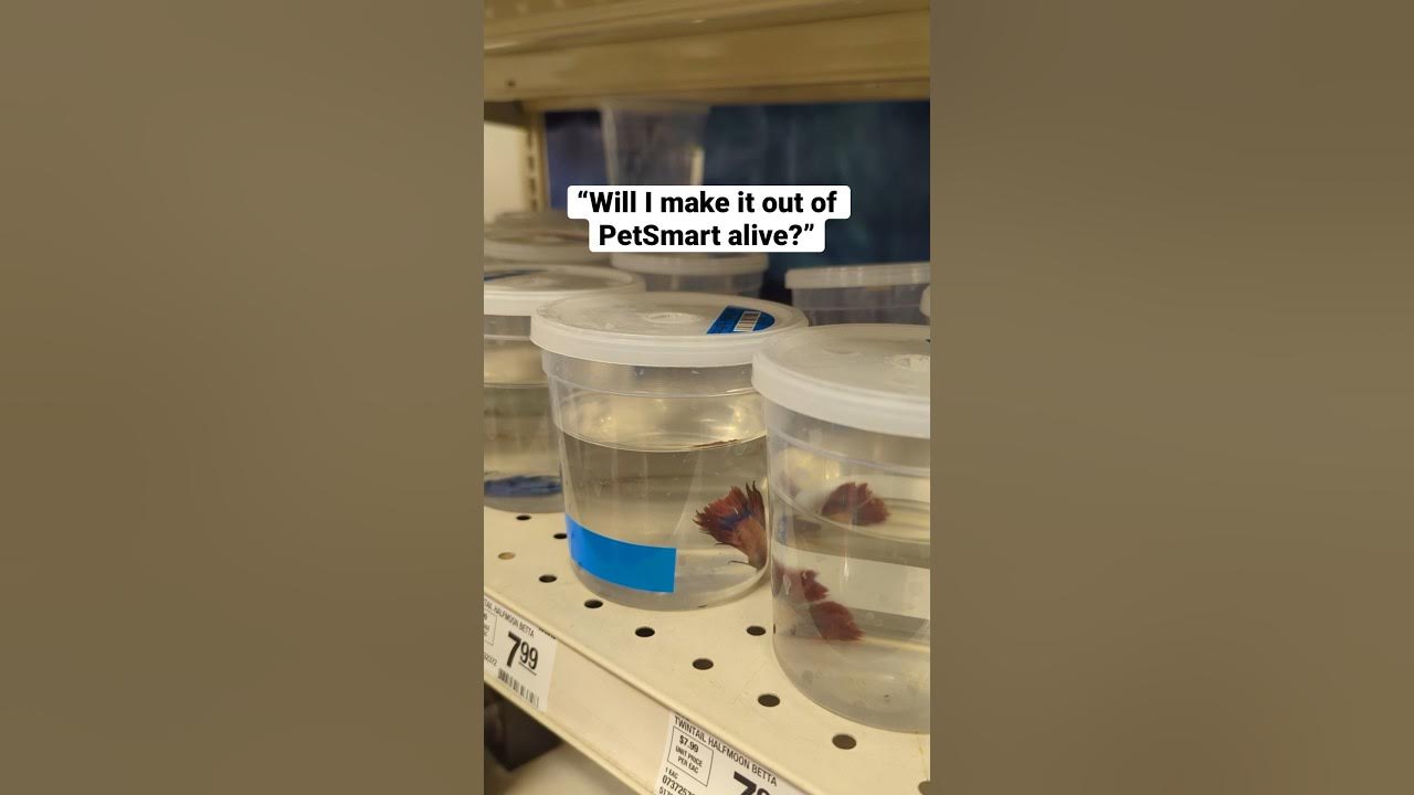 “Anything for pets”, PetSmart? YouTube