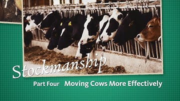 Stockmanship Part 4 - Moving Cows More Effectively
