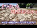 失敗した経験から肥料が大事！窒素を抑えて植え付け準備！【さつまいも】美味しい芋を目指す！