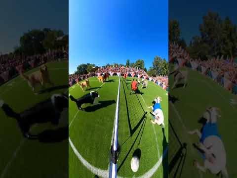 المعزه سعدية لاعبية هاندبواااال  