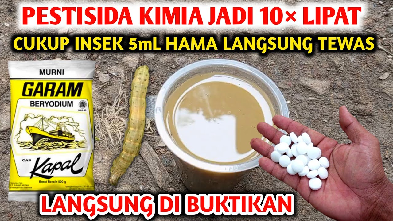 Мощный яд для борьбы с вредителями, в 10 раз эффективнее...!! Как бороться с вредителями на рисов...