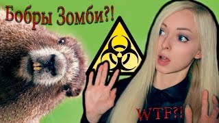 Битва С Бобрами Зомби! Что за?? Битва С Бобрами Зомби! Что за??