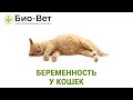 Беременность кошки