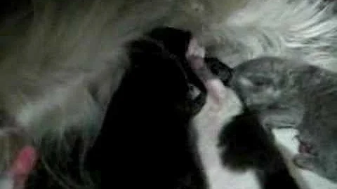Watch the video about Newborn Persian Kittens Fighting over Nipple !!