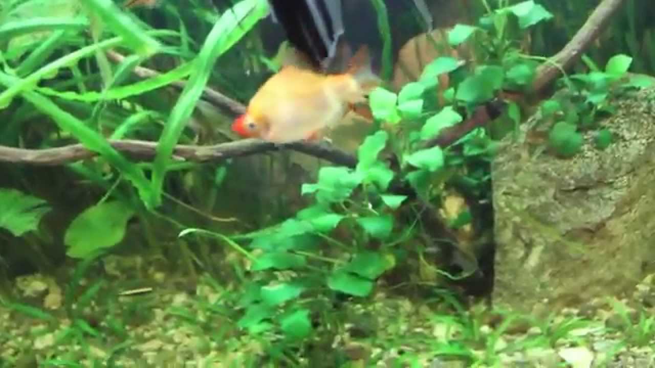 planted tank ph A Easy Way To Attach Anubias