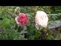 水戸市植物公園のバラ　２０１７年５月２４日 の動画、YouTube動画。