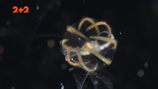 Тайны глубин: топ потрясающих загадок, которые скрывает Мировой океан