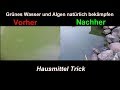 Algen im Gartenteich natÃ¼rlich & effektiv mit Hausmitteln bekÃ¤mpfen  Klares Teich Wasser ohne Chem