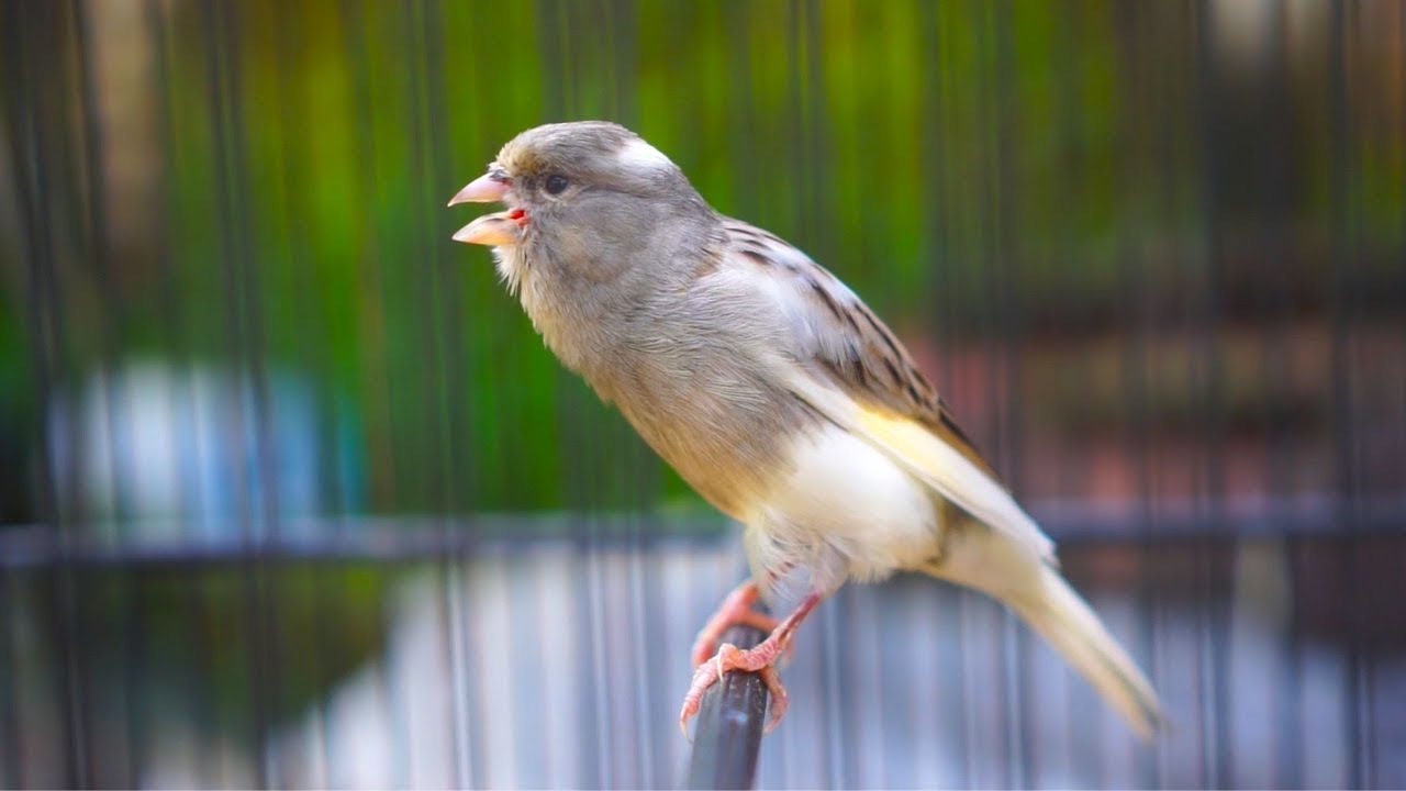 PANCINGAN Kenari GACOR PANJANG Cuit CUIT EMOSI ini AMPUH utk MASTERAN Kenari PAUD belajar BUNYI |349