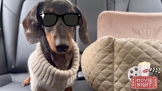 MINI DACHSHUND : A STAR IS BORN ! by Theo the Dachshund 941 views 8 hours ago 1 minute, 43 seconds