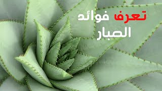 تعرف فوائد الصبار تعالي وانا اقولك