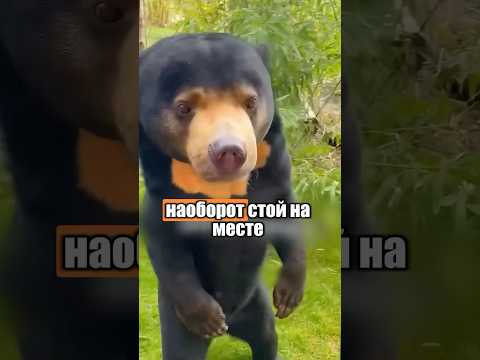Что делать, если встретил медведя? 🐻😱 #милыеживотные #животные