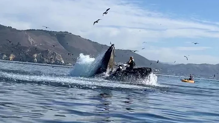 Whale swallows two Women in Kayak and then.......