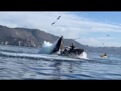 Wideo: Pet Scoop: Dog Falls 200 Feet From Overpass, Fisherman Film Close Encounter With Whale