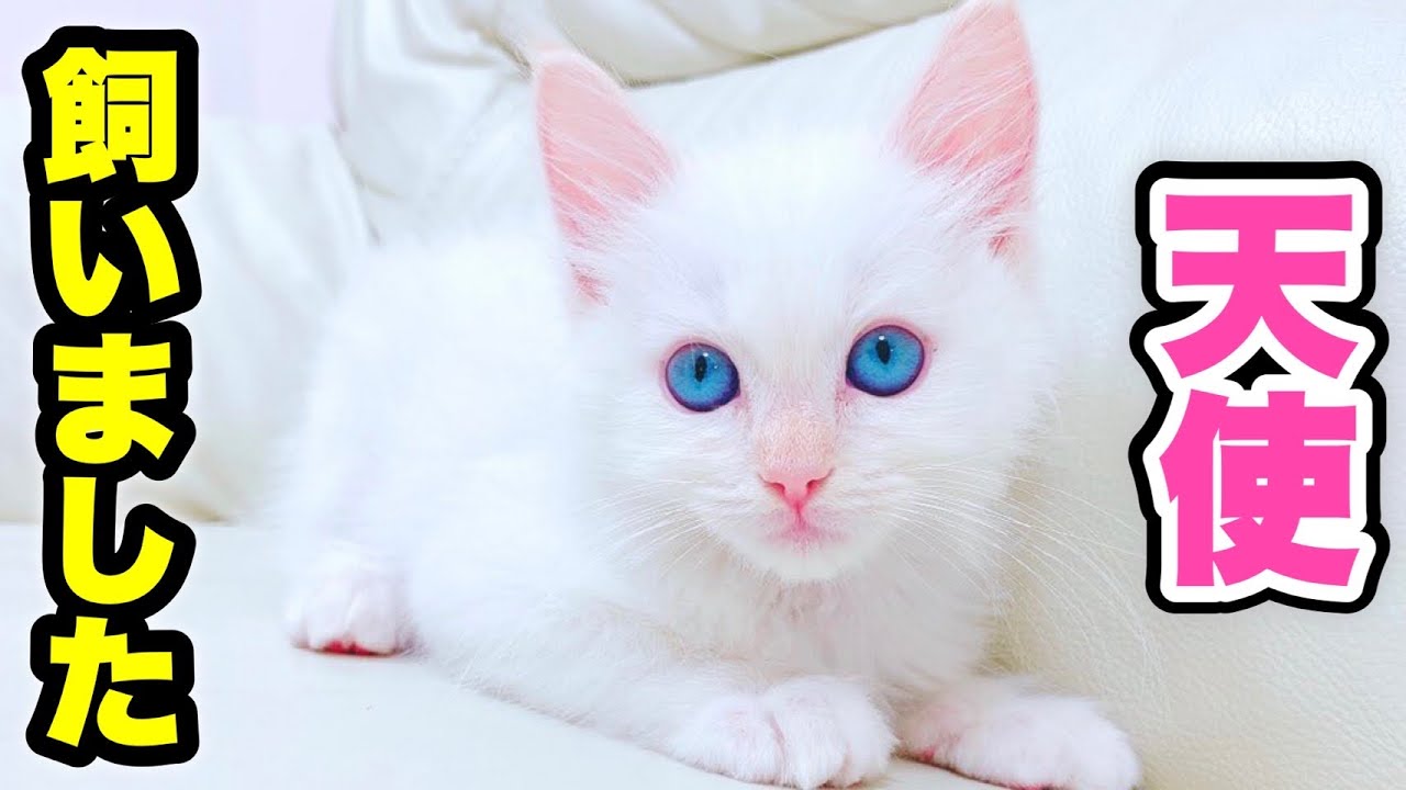 子猫】目がまるで宝石!?生後1ヶ月の可愛すぎる子猫をお迎えしました
