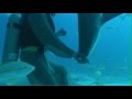 Man puts shark into a trance