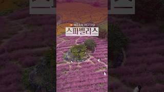제주숙소 어디가지? [스파벨리스] 꽃정원이 아름다운 곳~😍
