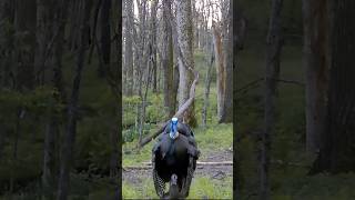 Calling When A Hen Is Being Bred | Turkey Hunting