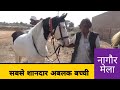 खुबसूरत जयमंगल अबलक बच्ची!! नागौर मेला!! Nagaur Mela!! अबलक बच्ची!!